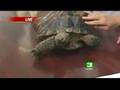 Desert Tortoise Visits KCRA 3