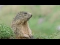 Hey Alan Alan Alan, Talking animals, comedy