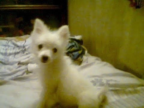 how to care japanese spitz