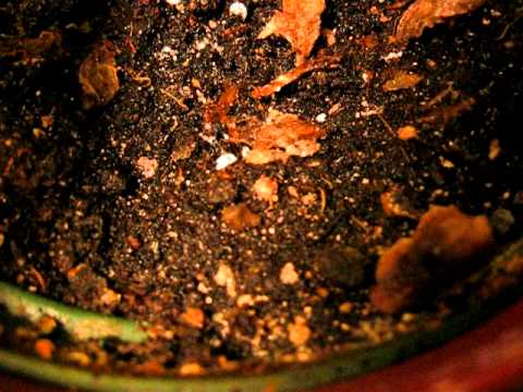 how to eliminate psocids