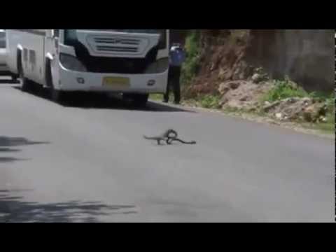 YouTube: esta mangosta cazó a una peligrosa cobra en un minuto