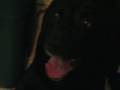 Growling Black Labrador