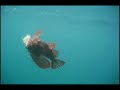 Fly Fishing at Neah Bay for Rockfish Fly Fishing at Neah Bay for Rockfish