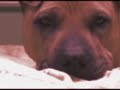experimenting with sony vegas media studio platinum 8 

familiarizing myself with some of the fx (as you can tell i am an extreme novice).

shot with a sony handycam dcr-sr42

song: i am the walrus -- the beatles

dog: chinese shar-pei x english bulldog (named won ton) 

vision -- love the absurdity of the song and won ton happens to look a little like a walrus.