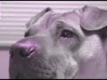 experimenting with sony vegas media studio platinum 8 

familiarizing myself with some of the fx (as you can tell i am an extreme novice).

shot with a sony handycam dcr-sr42

song: i am the walrus -- the beatles

dog: chinese shar-pei x english bulldog (named won ton) 

vision -- love the absurdity of the song and won ton happens to look a little like a walrus.