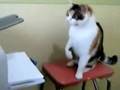 cat shows printer who's boss