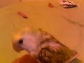 Lovebird Pj =)