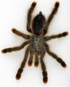 Boris the Spider