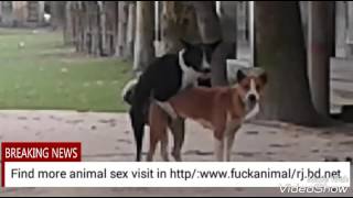 Super Dog sex