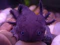 axolotes como los amo (migmed) axolotes como los amo (migmed)
