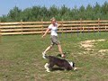 Kropeczka i agility- 5 miesięcy cz.3