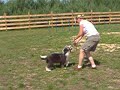 Kropeczka i agility- 5 miesięcy cz.3