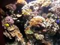 monterey bay aquarium