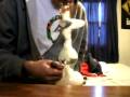 videos de zong hit