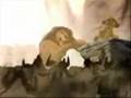 The lion king - Me against the world