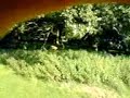 bell sprout lunge into nettles