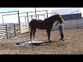 Sheena washing her horse Sheena washing her horse