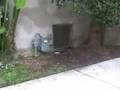 1018 Fiske Rats #2