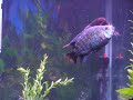 Jack Dempsey vs. Flowerhorn