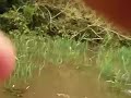 Balade sur l'Amazone