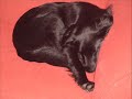 R.I.P. jada R.I.P. jada