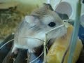 New adventures of my roborovski hamsters New adventures of my roborovski hamsters