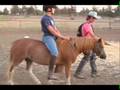 videos de Evolution of Targeting- Clicker Train Lead, Lunge, Ride