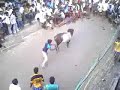 thammampatty jallikattu 2007