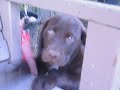 Chocolate Lab Puppy