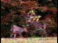 MONSTER NON-TYPICAL MOOSE-SIZED DEER IN GROUP OF LARGE BUCKS