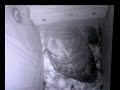 Owl: 2 eggs, 1 critter