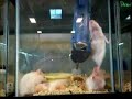 hampsters