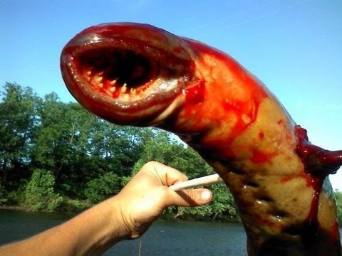 Terrifying Huge Lamprey Pulled From River