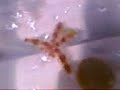 Tellaro sea-life Tellaro sea-life