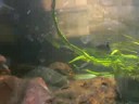 jungle perch 2