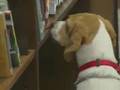 Mold-Sniffing Dog