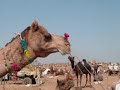 Riding to Pushkar