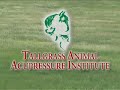 Equine Animal Acupressure Massage