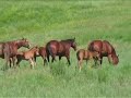 Equine Animal Acupressure Massage