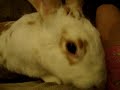 Bunbi the Rabbit with binkies (happy jumps) Bunbi the Rabbit with binkies (happy jumps)