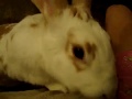 Bunbi the Rabbit with binkies (happy jumps)