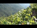 As primeiras vendimas na Ribeira Sacra.MP4