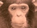 London Zoo Beatboxing Chimp Champ Of The Year London Zoo Beatboxing Chimp Champ Of The Year