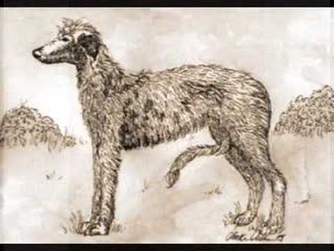 Nancy Simmonds Scottish Deerhound