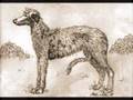 Nancy Simmonds Scottish Deerhound
