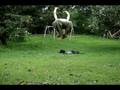 videos de pris tym