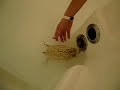 erizo de tierra ba�andose
