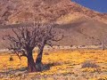 Namaqualand Travel & Tours Photo Album Part 14