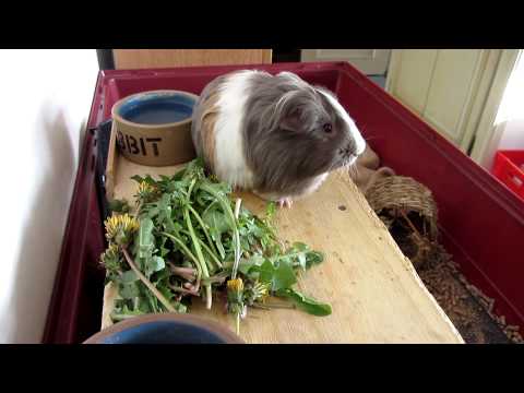 Diner au pissenlit, interrompu par un bruit qui fait peur! Drrrr