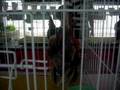videos de Pameran Serama Corporation